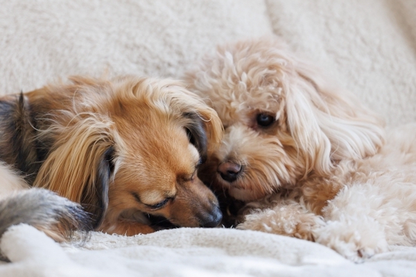 犬の多いお悩みをご紹介