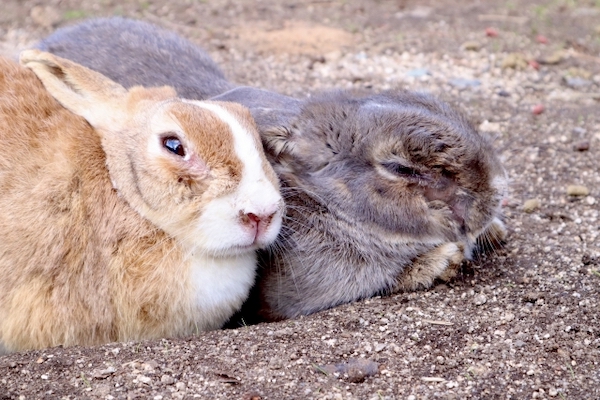 ペットとしてのうさぎの特徴