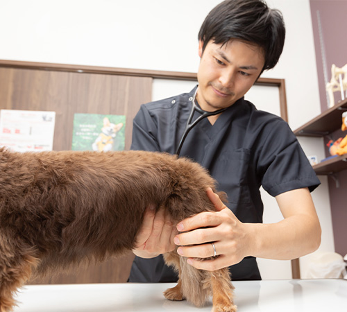  どのような種類の動物が多いのですか？